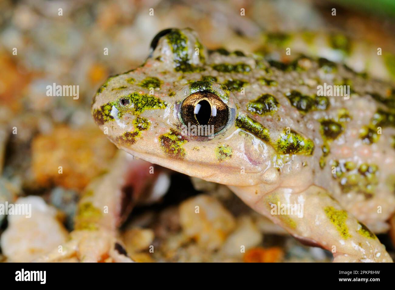 Petersilienfrosch (Pelodytes punctatus), westlicher Schlammtaucher, Amphibien, andere Tiere, Frösche, Tiere, Petersilie, Erwachsene, Nahaufnahme des Kopfes, Stockfoto