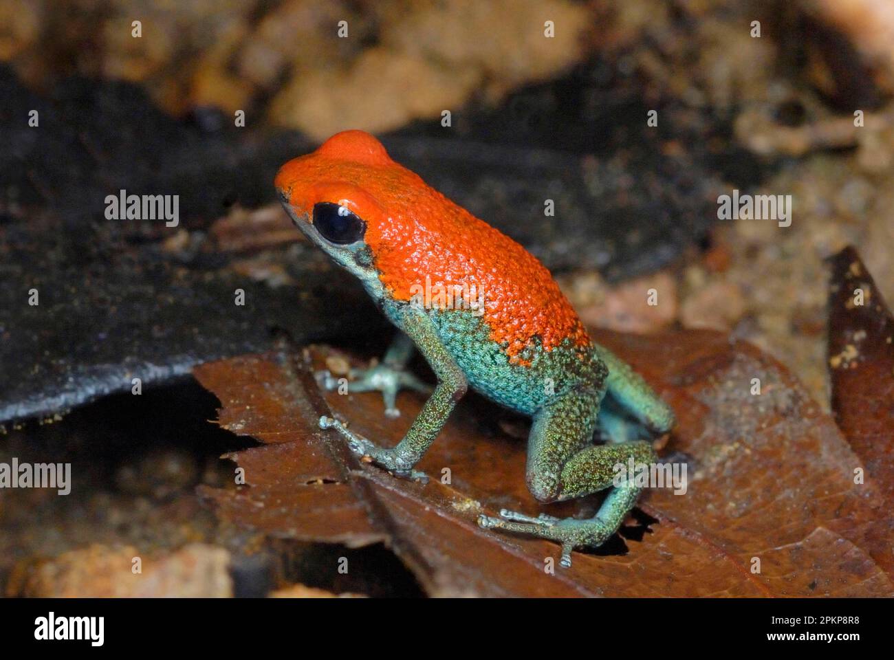 Granulat-Giftfrosch (Oophaga granuliferus), Erwachsener, steht auf Laubstreu im Regenwald, Drake Bay, Osa-Halbinsel, Costa Rica, Mittelamerika Stockfoto