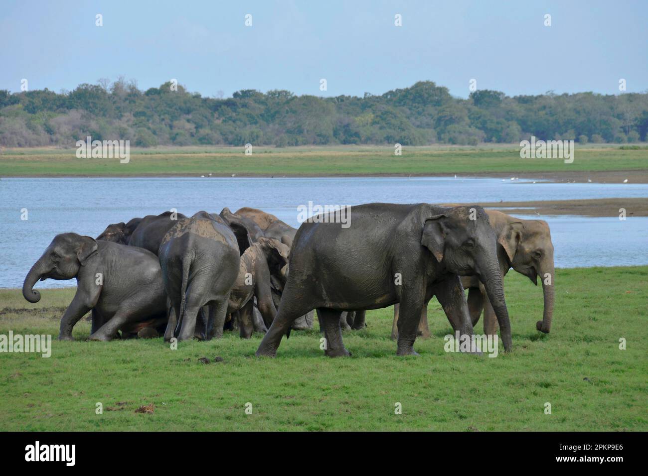 Asiatische Elefanten (Elephas maximus), Nationalpark Minneriya, Sri Lanka, Asien Stockfoto