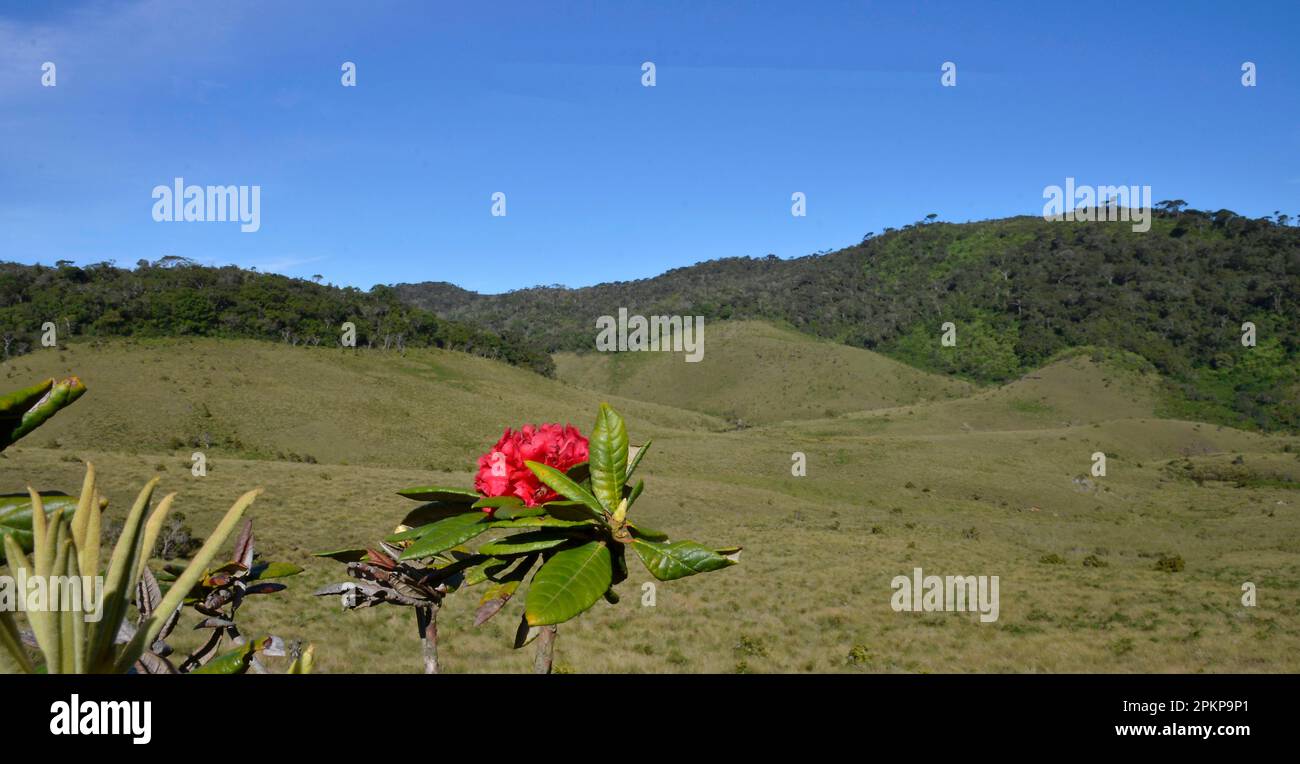 Tree Rhododendron (Rhododendron Arboreum), Horton Plains, Sri Lanka, Asien Stockfoto