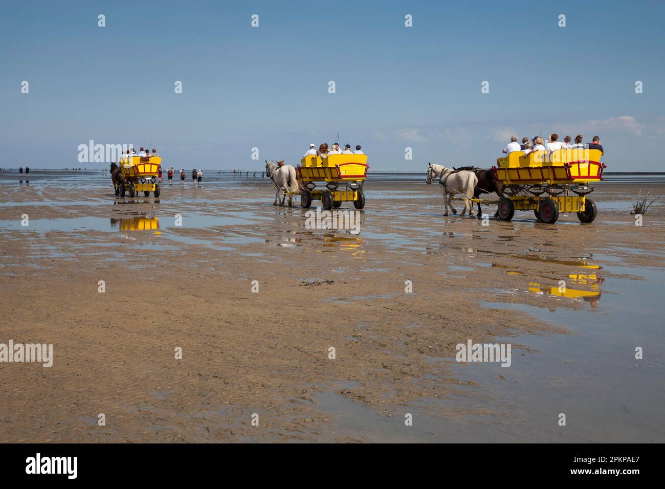 Pferdekutschen auf den Schlammgebieten, Niedersächsischer Waddenmeer-Nationalpark, Cuxhaven, Niedersachsen, Deutschland, Europa Stockfoto