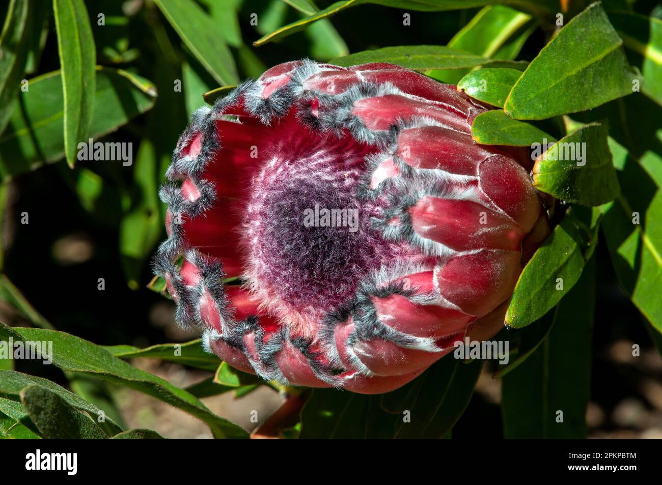Sydney Australien, protea Blume in der Sonne Stockfoto