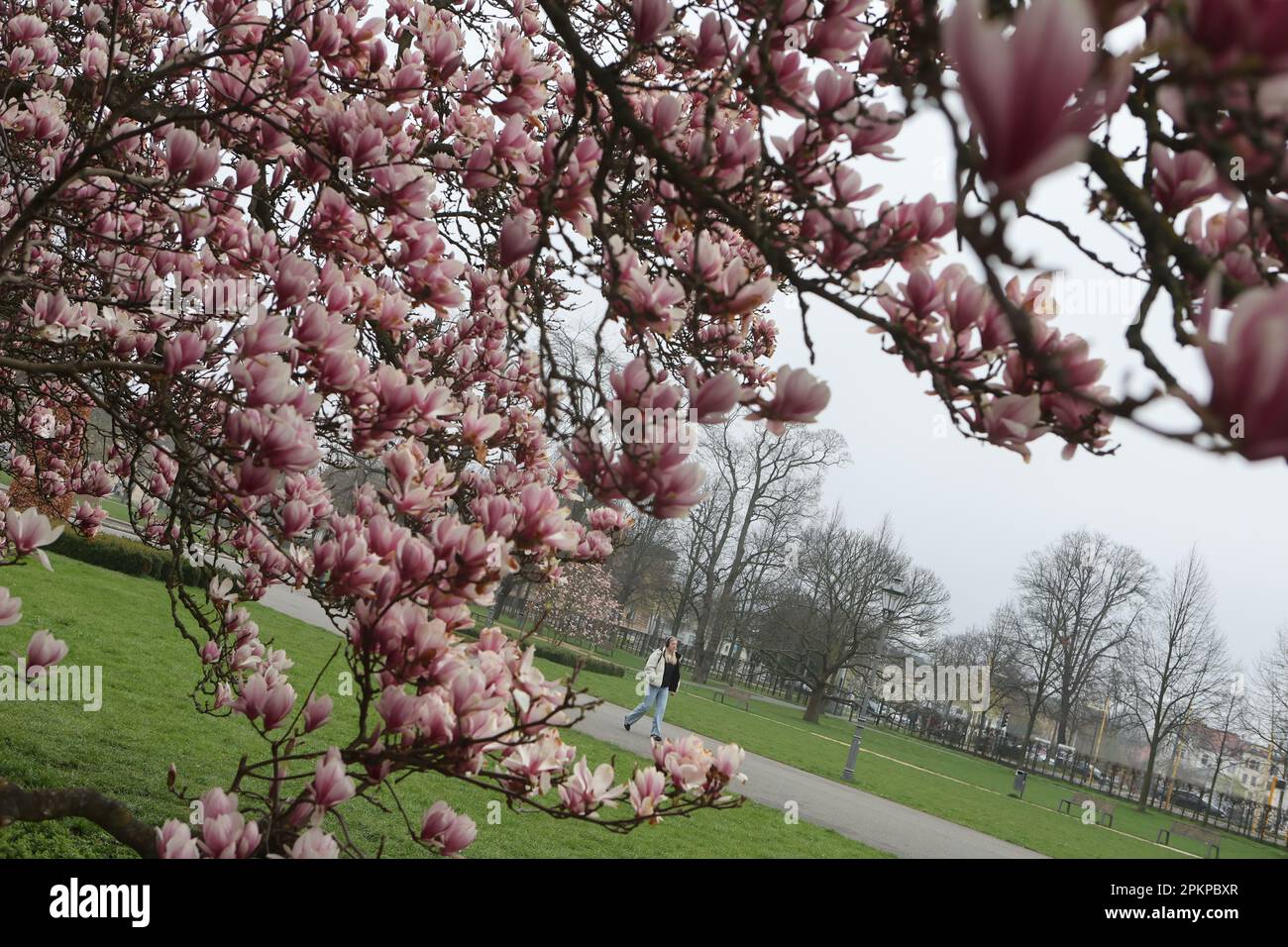 Gera, Deutschland. 09. April 2023. Ein Magnolienbaum blüht im Küchengarten. Magnolien sind eine Pflanzengattung in der Magnolienfamilie. Kredit: Bodo Schackow/dpa/Alamy Live News Stockfoto