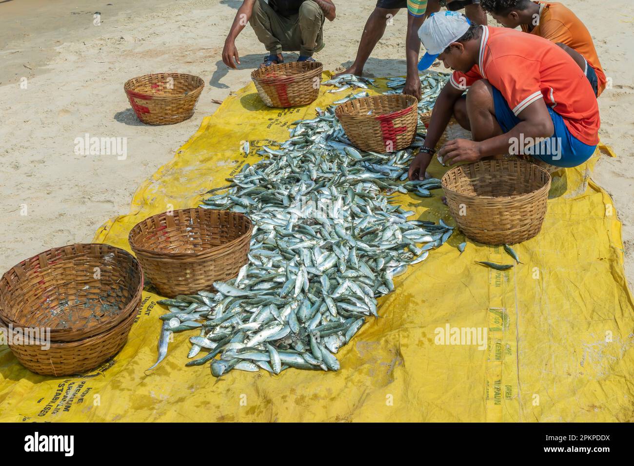 Benaulim Beach, Goa - Indien. April 06 2023. Fischer laden ihren Fang von den Strohhäckslern an die Küste. Die Fischer sortieren dann sorgfältig Segrega Stockfoto