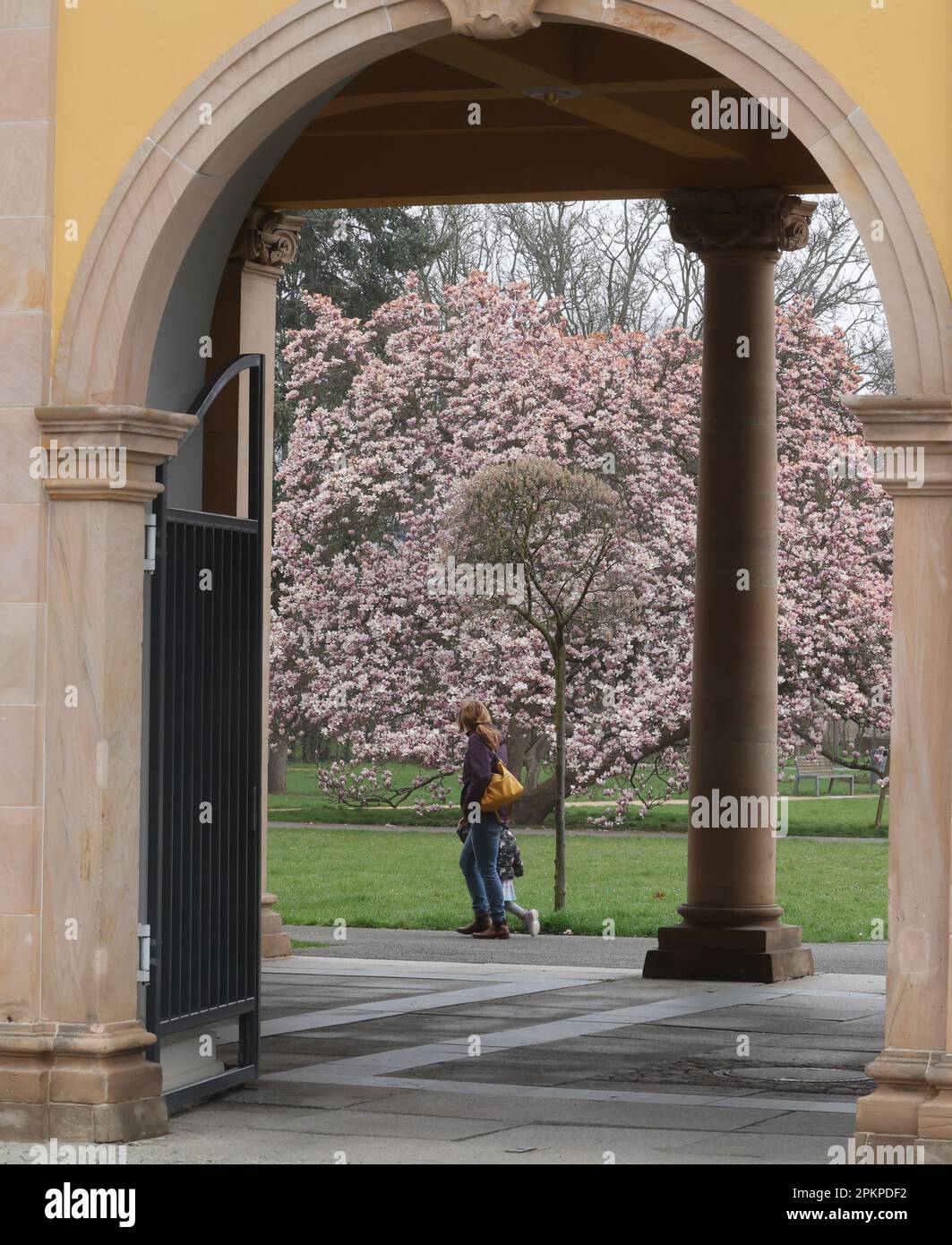 Gera, Deutschland. 09. April 2023. Ein Magnolienbaum blüht im Küchengarten. Magnolien sind eine Pflanzengattung in der Magnolienfamilie. Kredit: Bodo Schackow/dpa/Alamy Live News Stockfoto