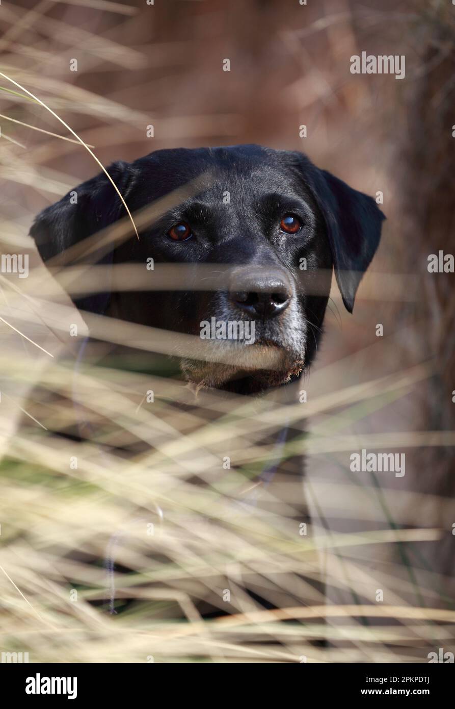 Schwarzer Labrador, der durch langes Gras blickt. Stockfoto