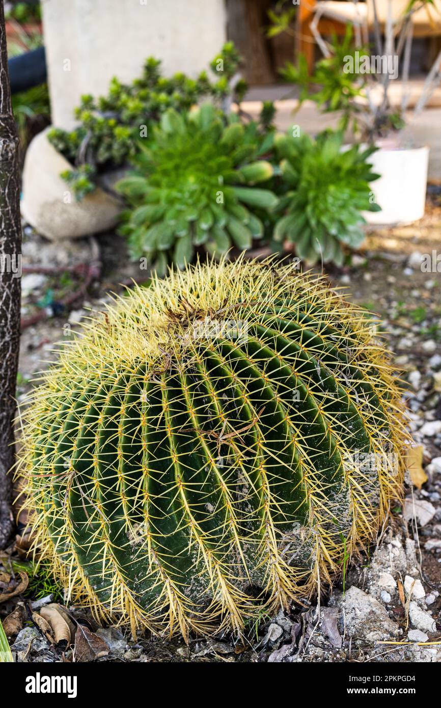 Golden Barrel Cactus: Eine pflegeleichte, wassersparende Pflanze für umweltfreundliche Gärten. Wächst natürlich ohne Topf, ideal für nachhaltige Landschaften. Stockfoto