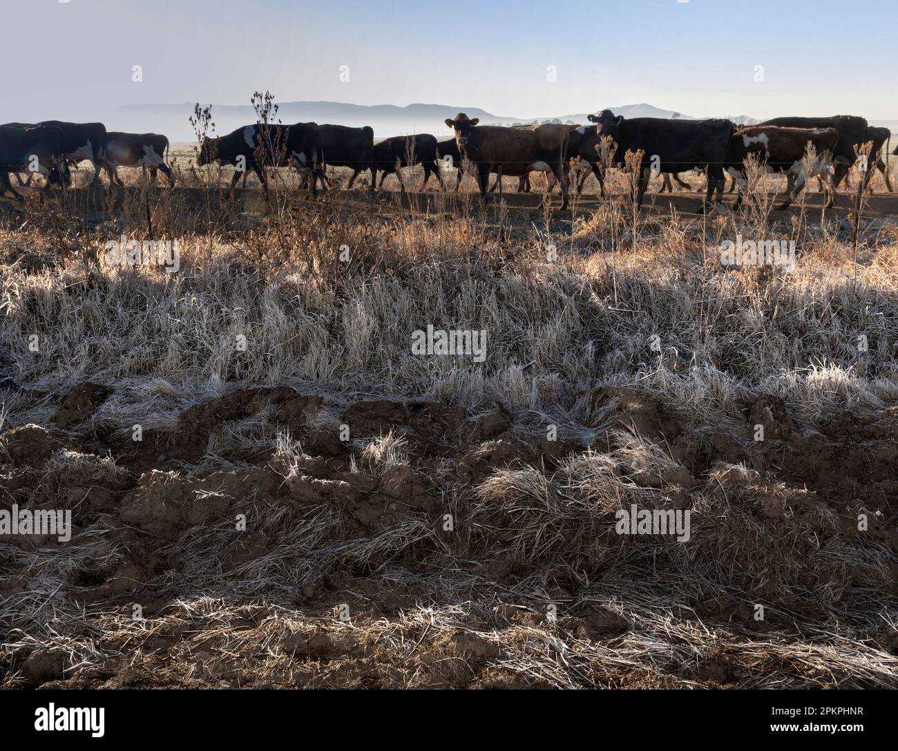 Eine Herde Friesland Milchkühe geht nach dem Melken im Cedarville District zurück auf ihre Weiden. Stockfoto