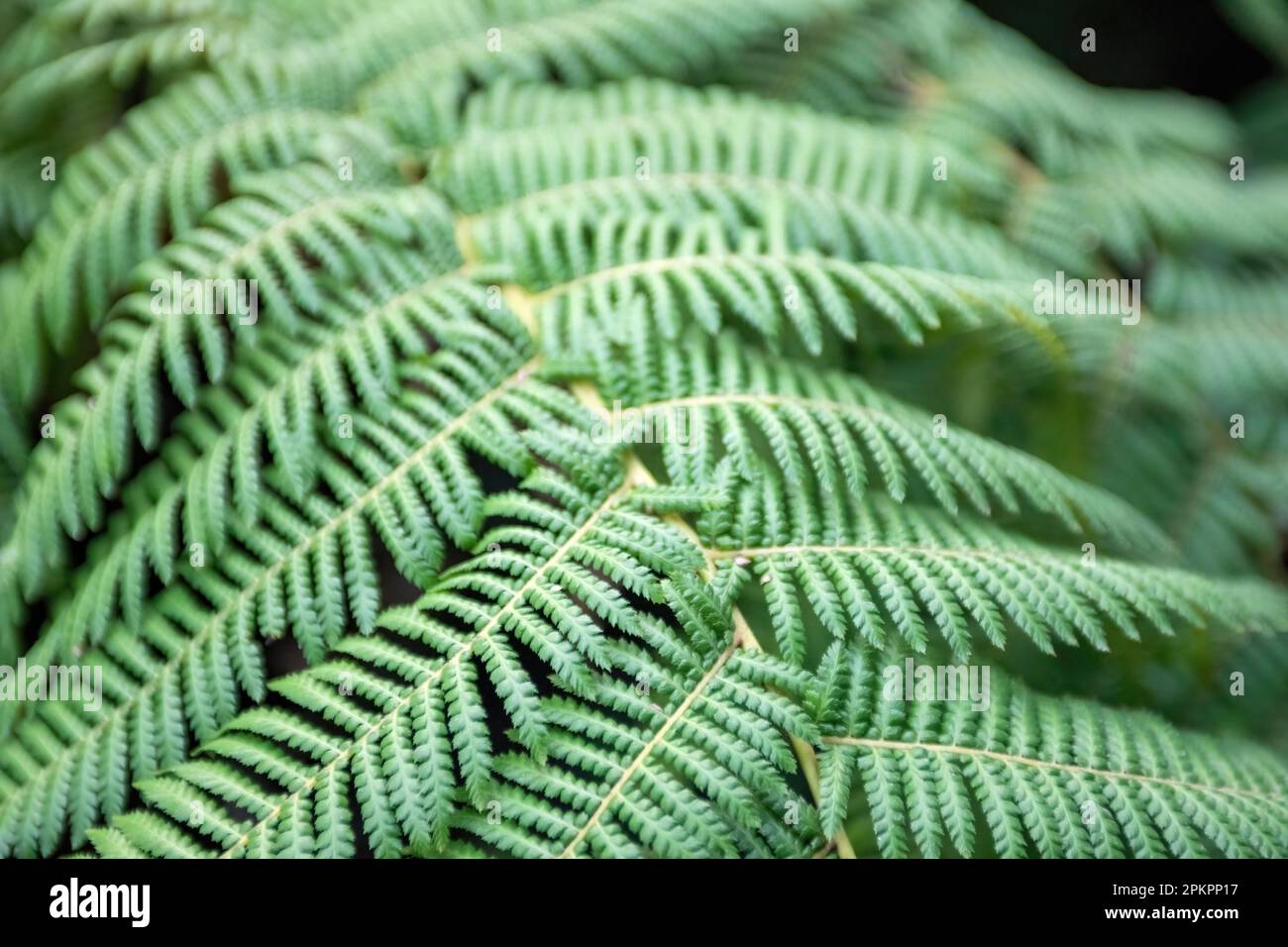 Die Niederlassung der grünen Farnfabrik im Como Park Zoo und Conservatory in St. Paul, Minnesota, USA. Stockfoto