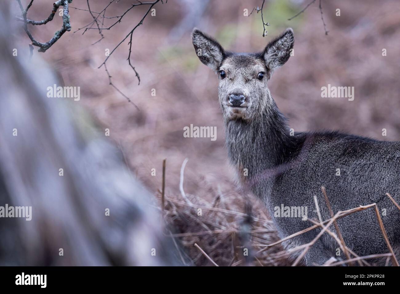 Red Deer Hind auf Grasland in Schottland. Stockfoto