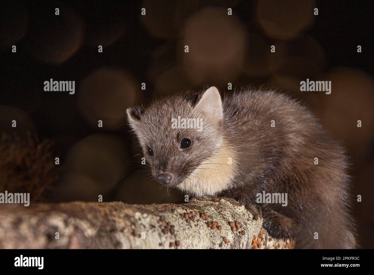 Kiefer Marten auf einem Baumstamm bei Nacht mit wunderschönem Bokh-Hintergrund. Stockfoto