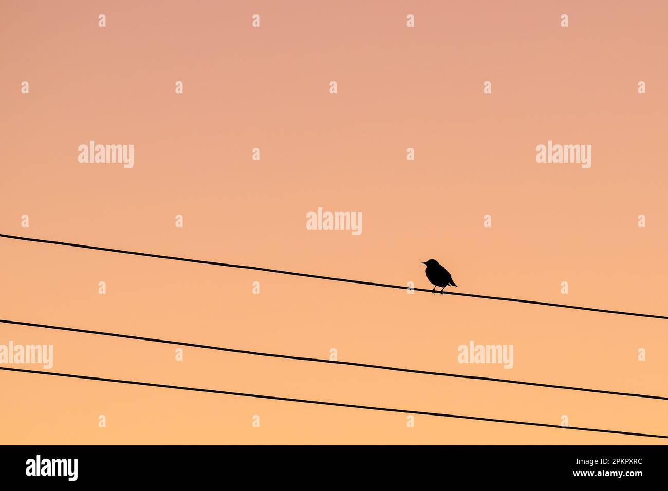 Silhouette eines einsamen Vogels, der am Abend vor dem Sonnenuntergang sitzt Stockfoto