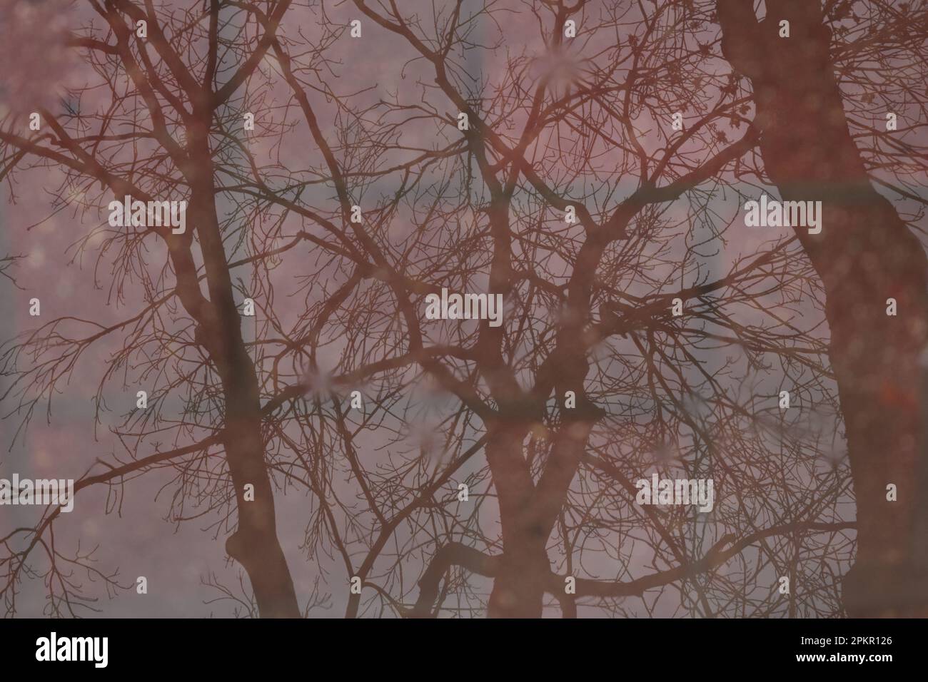 Umrisse von Bäumen, die in einer Pfütze in Burgundertönen reflektiert werden. Stockfoto
