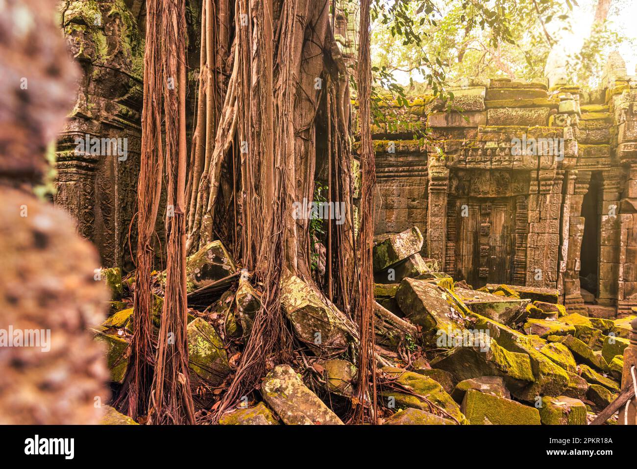 Atemberaubender Blick auf den Ta Prohm Tempel mit einem großen alten Baum Stockfoto