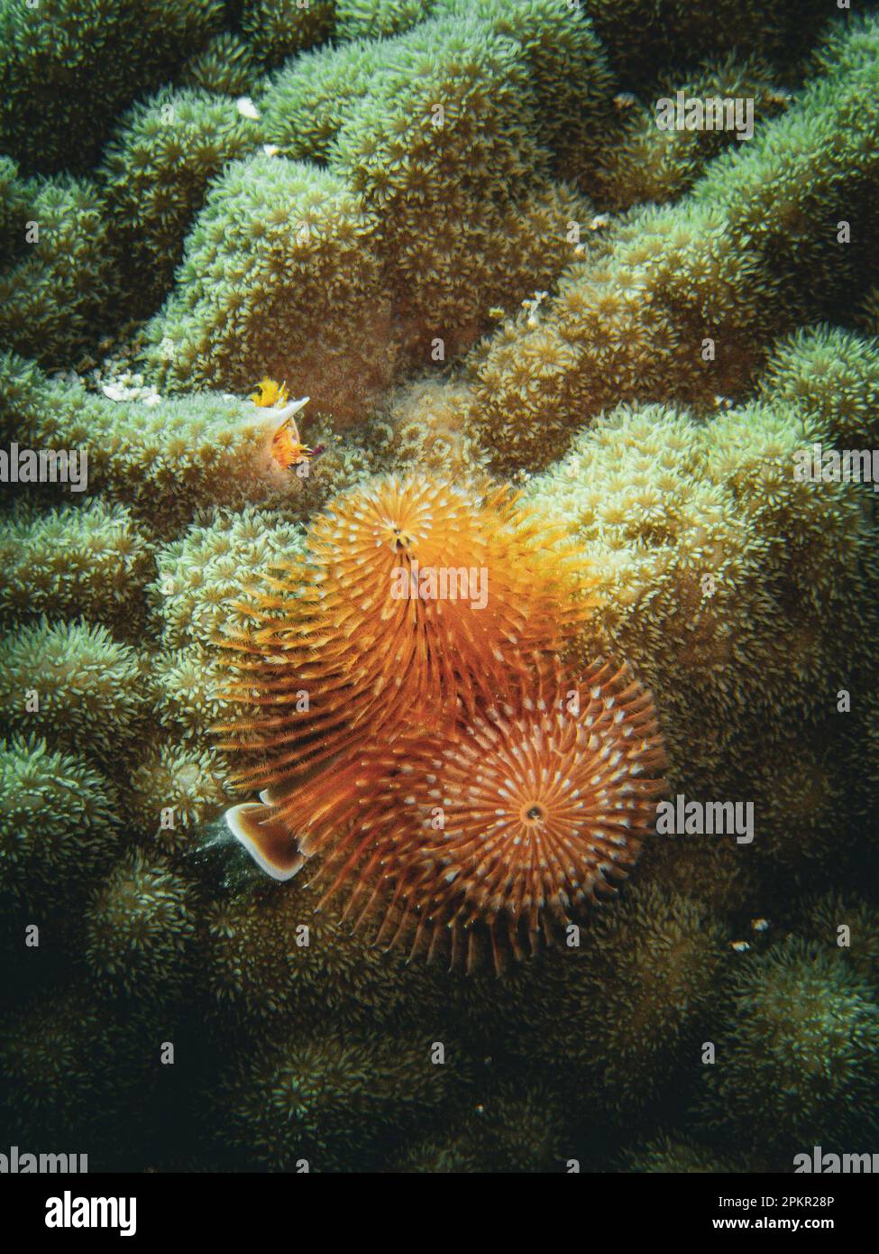 Zwei Weihnachtsbaumwürmer auf Korallenschnecken in den Exuma Cays, Bahamas Stockfoto