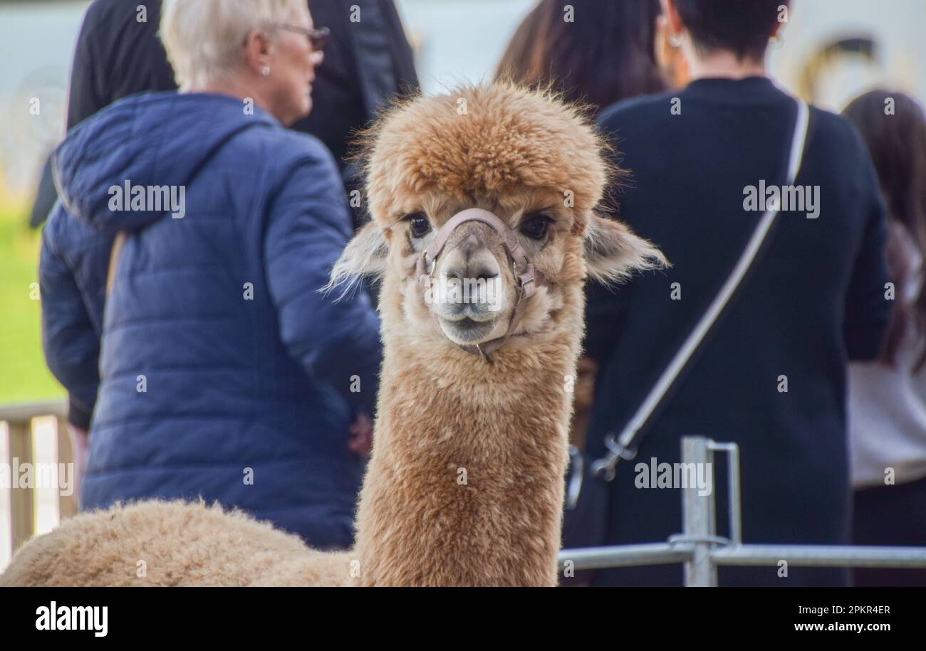 London, England, Großbritannien. 9. April 2023. Ein Alpaka der Vauxhall City Farm trifft Besucher beim Spring Festival vor dem Battersea Power Station. (Kreditbild: © Vuk Valcic/ZUMA Press Wire) NUR REDAKTIONELLE VERWENDUNG! Nicht für den kommerziellen GEBRAUCH! Stockfoto