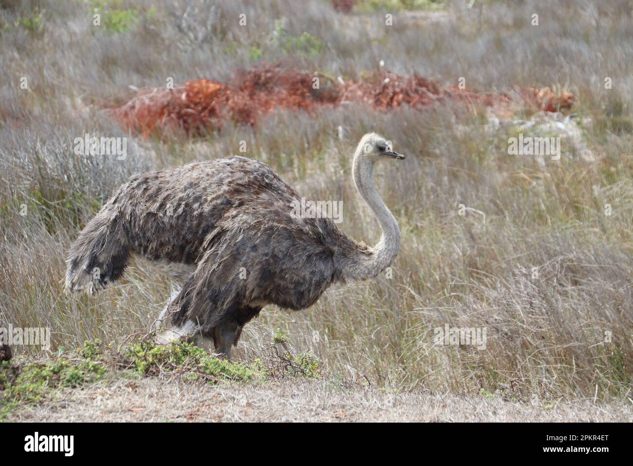 Ein südafrikanischer Strauß auf einer Wiese. Stockfoto