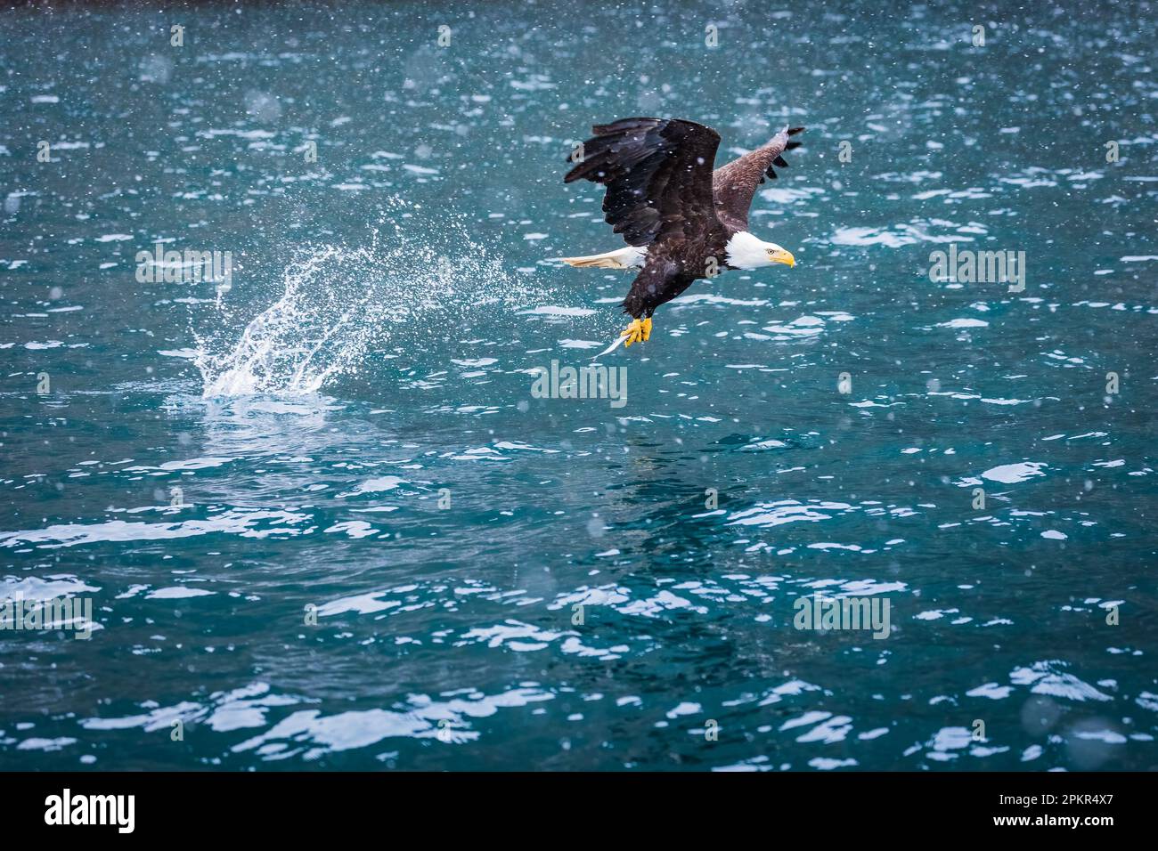 Adlerfischen in der Meeresbucht bei einem Schneesturm Stockfoto