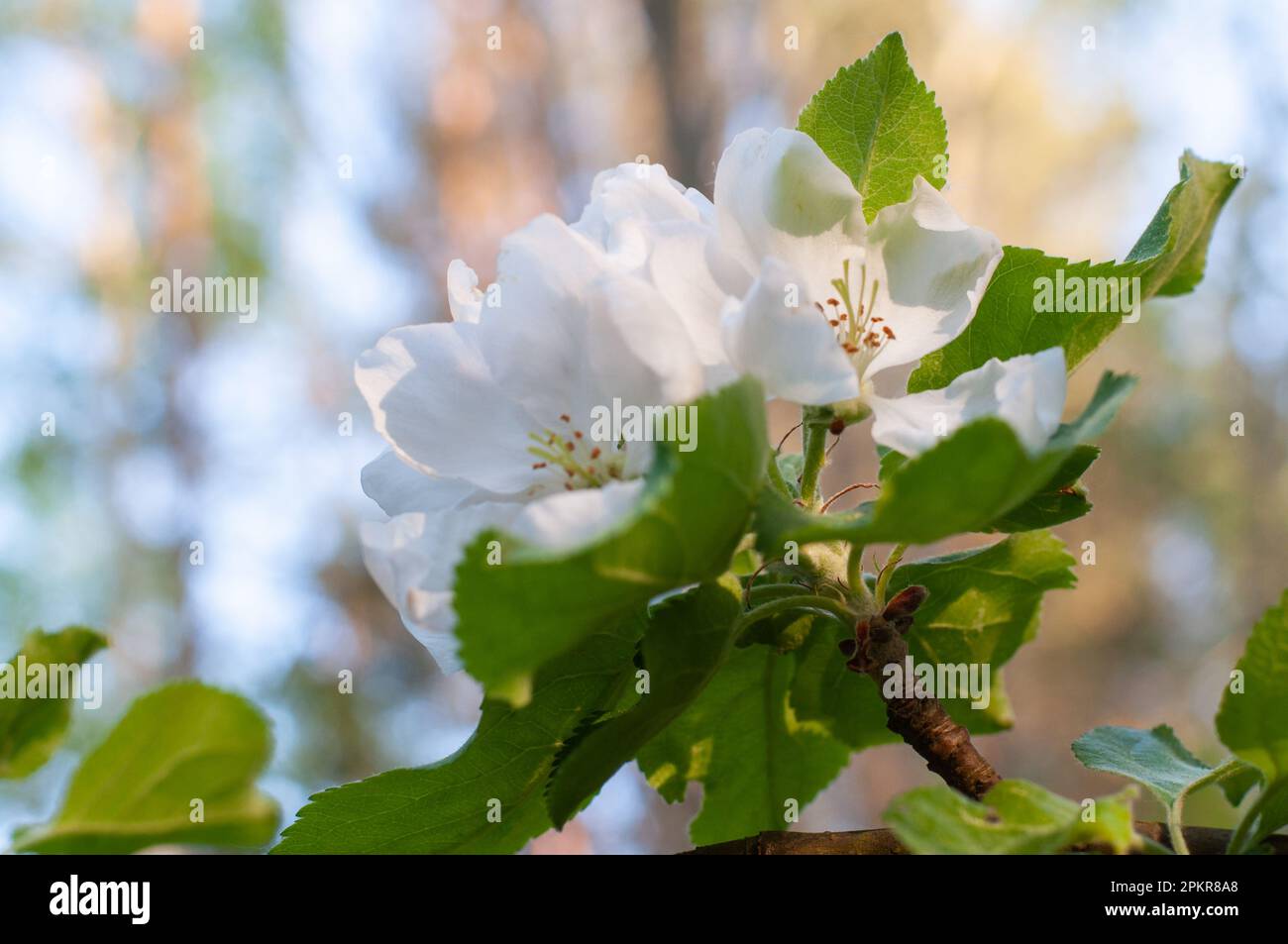 Krabbenapfel (Malus Sylvestris) blühen. Stockfoto