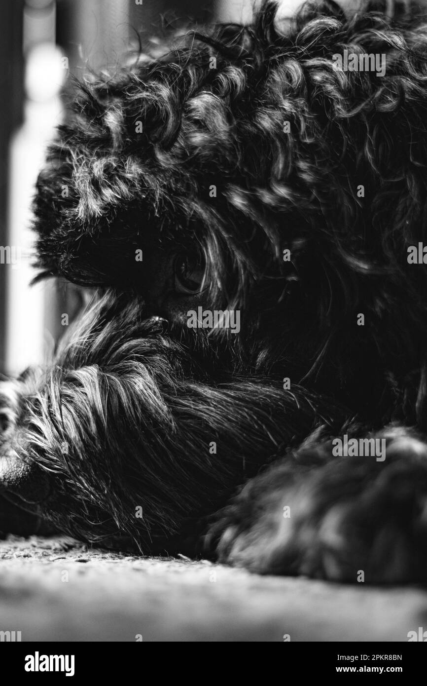 Ein ruhender Hund in Schwarz-Weiß. Stockfoto
