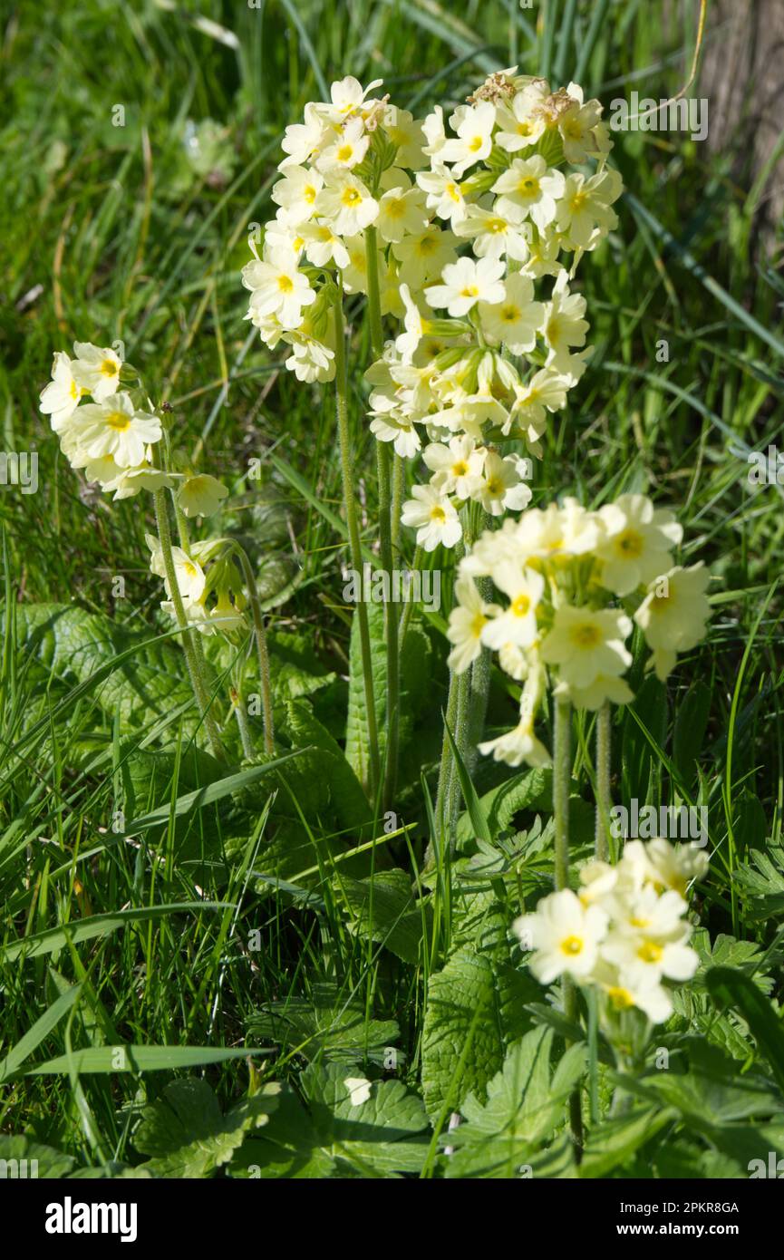 Blassgelbe Blüten von Primula elatior oder Oxlip, die im Gras im April des Vereinigten Königreichs wachsen Stockfoto