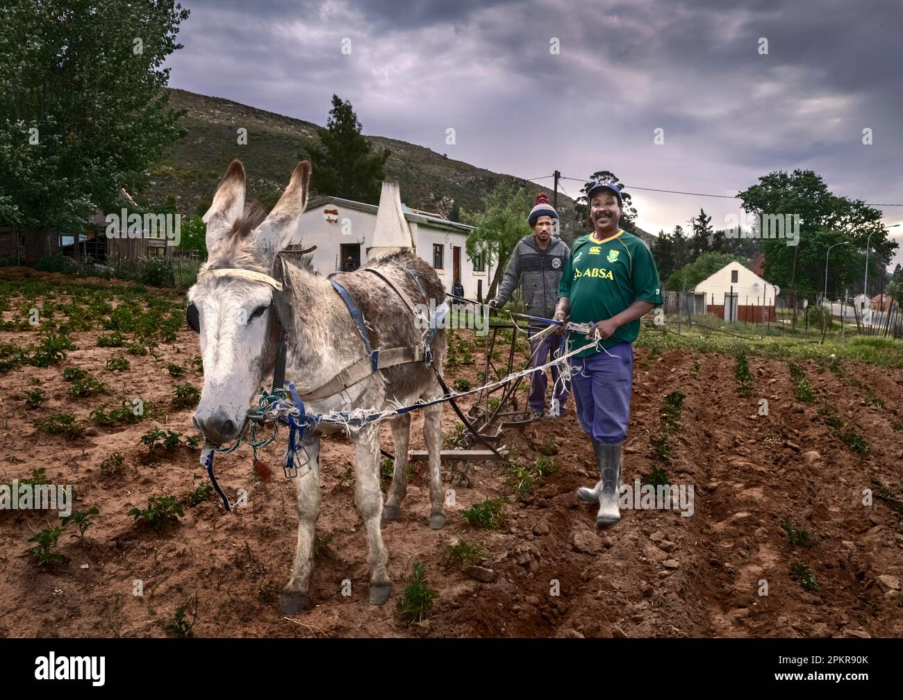 Ein Bauer in Haarlem pflutet sein Kartoffelfeld mit seinem Springbok Rugby-Trikot. Stockfoto