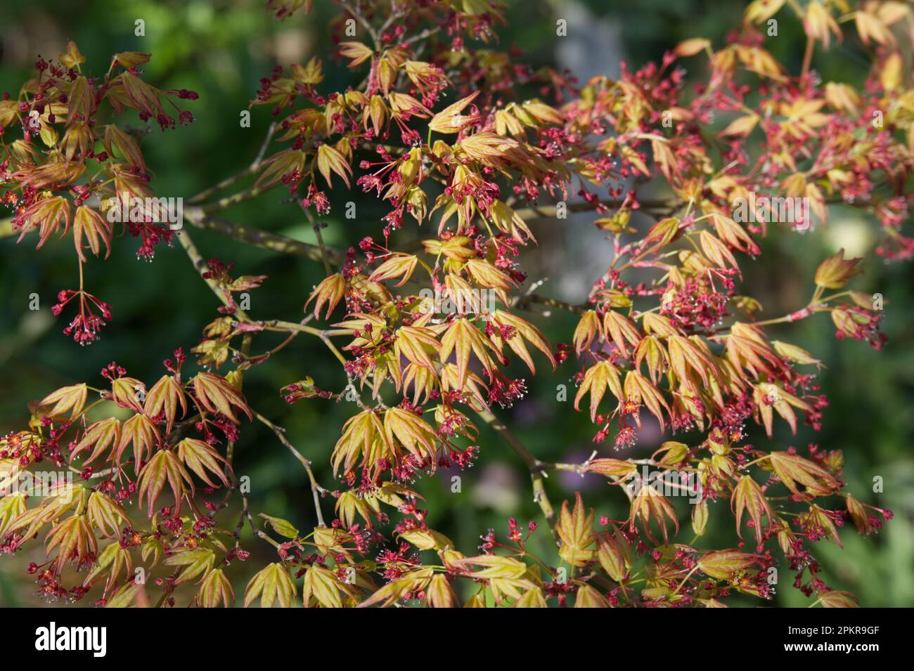 Frühlingsblüten und Blumen von Acer palmatum Orange Dream im britischen Garten April Stockfoto