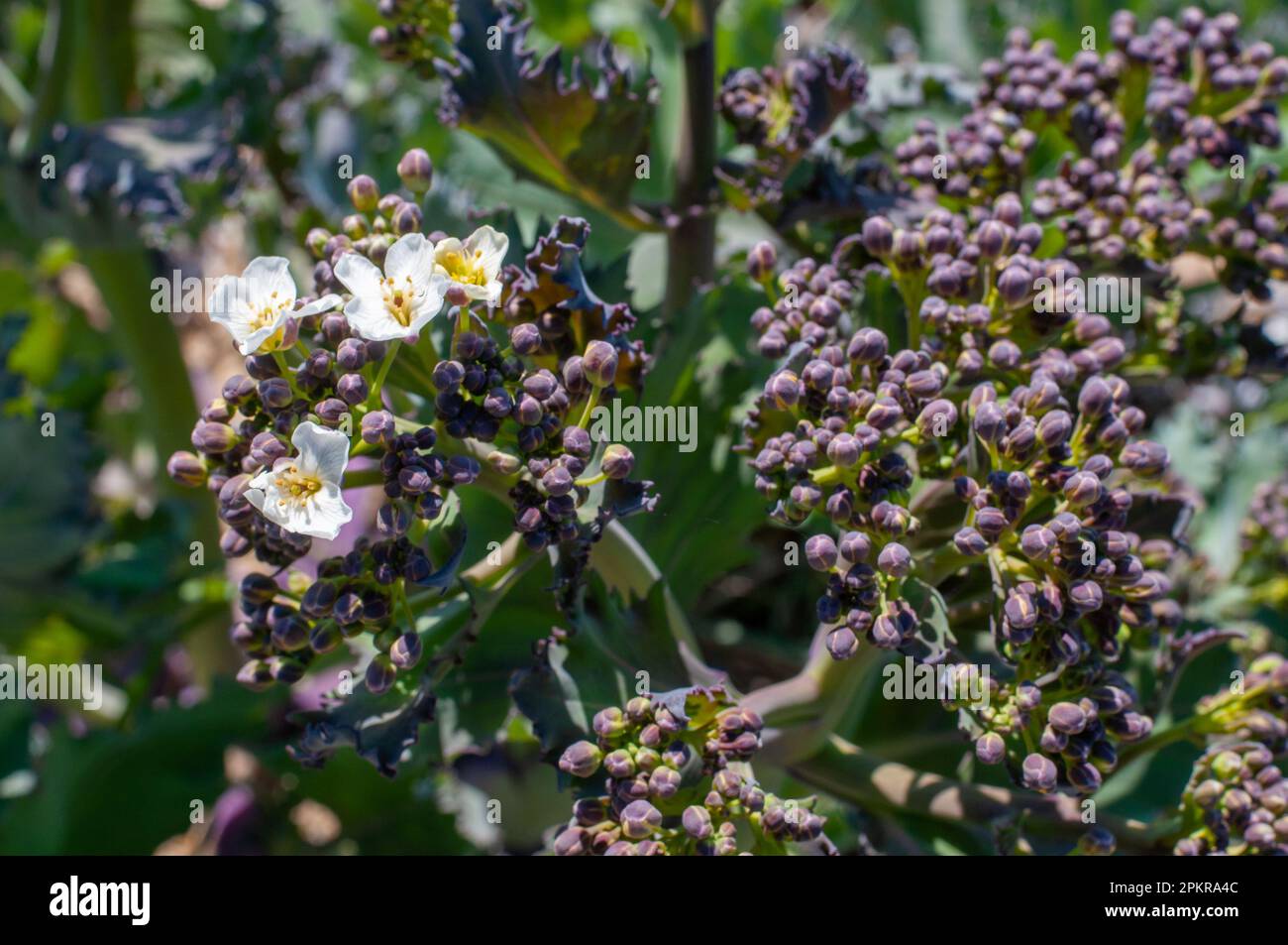 Grünkohl (Crambe maritima) - natürliches Wellness Stockfoto