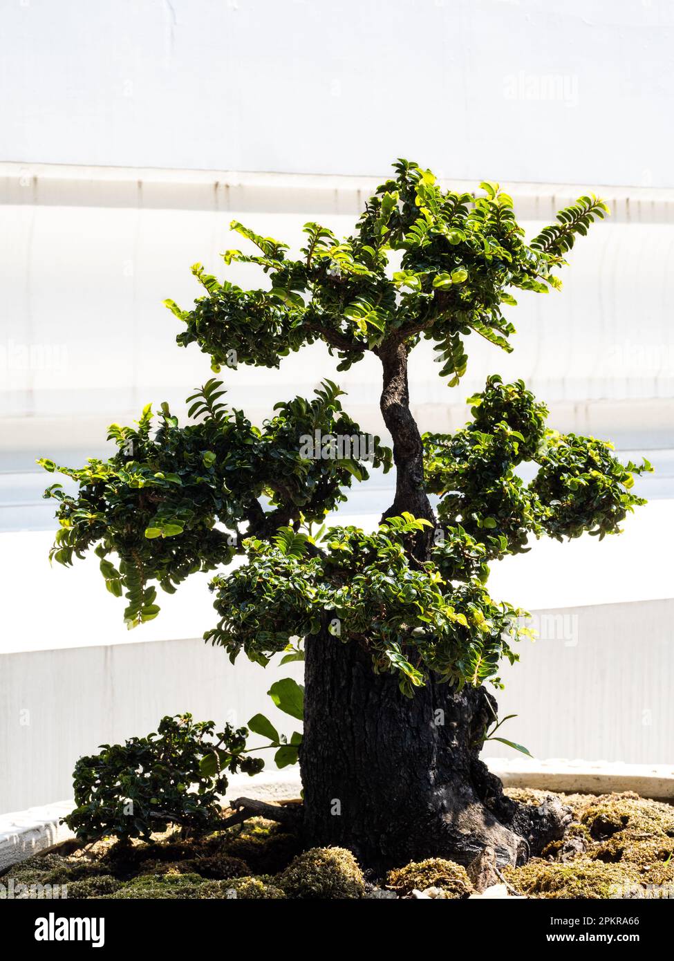 Ein wunderschner Bonsai-Baum vor der Fassade des Wat Arun Tempels in  Bangkok. Die zarten ste und die leuchtend grnen Bltter des Baumes  kontrastieren mit Stockfotografie - Alamy