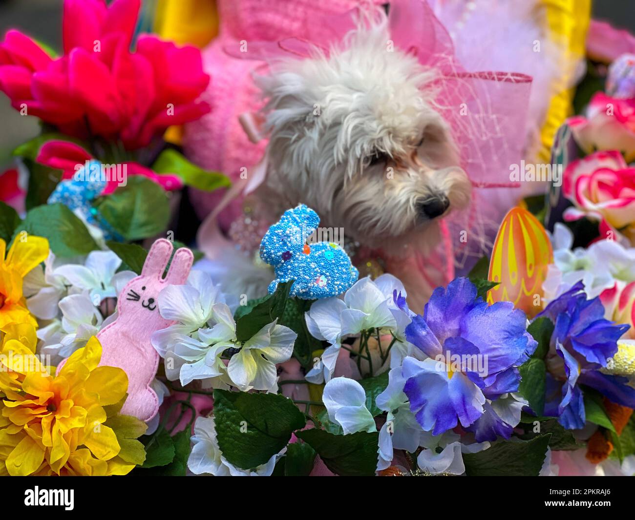 New York City, Usa. 9. April 2023. Teilnehmender Hund an der jährlichen Osterparade und dem Bonnet Festival entlang der Fifth Avenue am Ostersonntag am 9. April 2023 in New York City. Kredit: Ryan Rahman/Alamy Live News Stockfoto