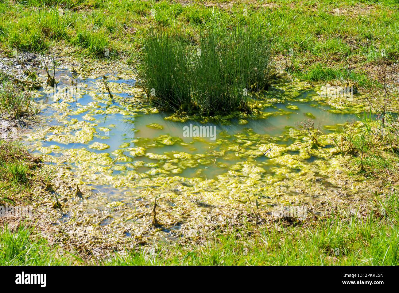 Sumpf in Feuchtgebieten mit grünem Gras und Schlamm aus nächster Nähe Stockfoto