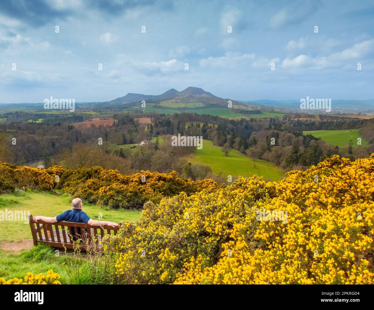 Wetter, Frühling, Scotts View, Scottish Borders, Großbritannien. 9. April 2023. Genießen Sie die Aussicht, wie Sir Walter Scott es tat, während die gelben Gänsebüsche in ScottÕs blühen mit Blick auf die Eildon Hills über die grüne schottische Grenzlandschaft. Bildnachweis: phil wilkinson/Alamy Live News Stockfoto