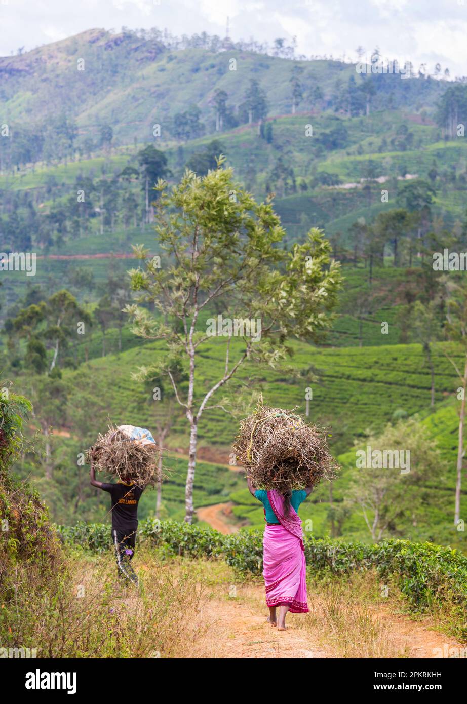 Frauen vor Ort, die in Teeplantagen in Sri Lanka Lasten tragen Stockfoto