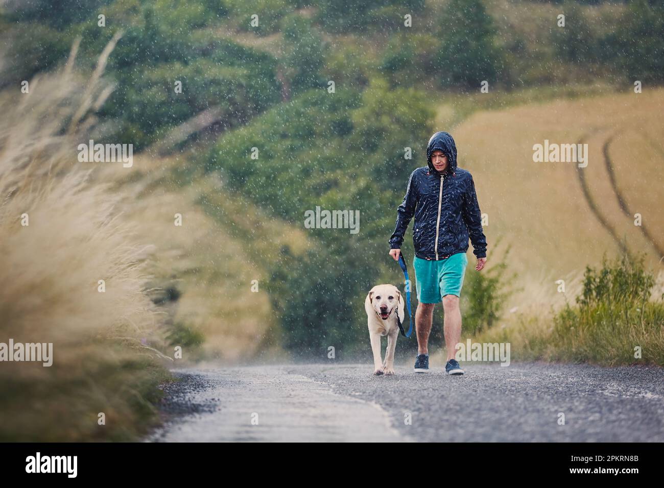 Mann mit Hund an der Leine, der zusammen auf einer nassen Landstraße bei starkem Regen spaziert. Haustierbesitzer und labrador-Entferner bei schlechtem Wetter. Stockfoto