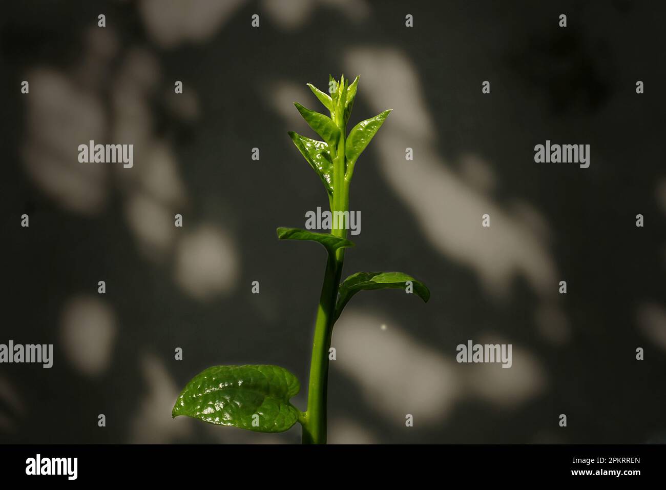 Ein Blatt ist ein Organ einer Pflanze, das in der Regel grün und flach ist und an einem Stamm oder Ast befestigt ist. Blätter sind die wichtigsten Orte der Photosynthese, Stockfoto