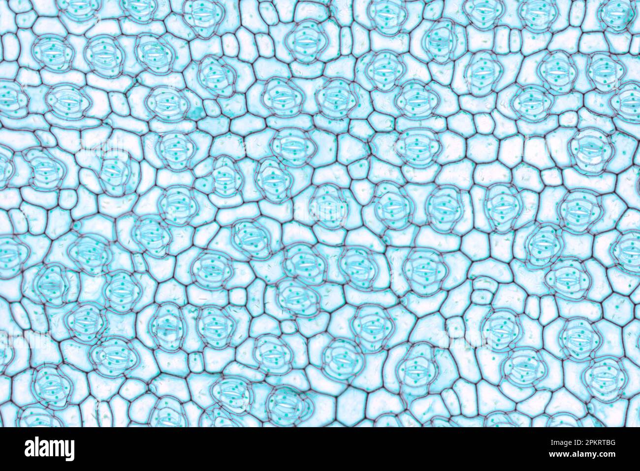 Blaues Jackenblatt, untere Epidermis, ganze Halterung, 20X-Lichtmikroskop. Tradescantia ohiensis, Synonym Tradescantia reflexa, unter Lichtmikroskop. Stockfoto