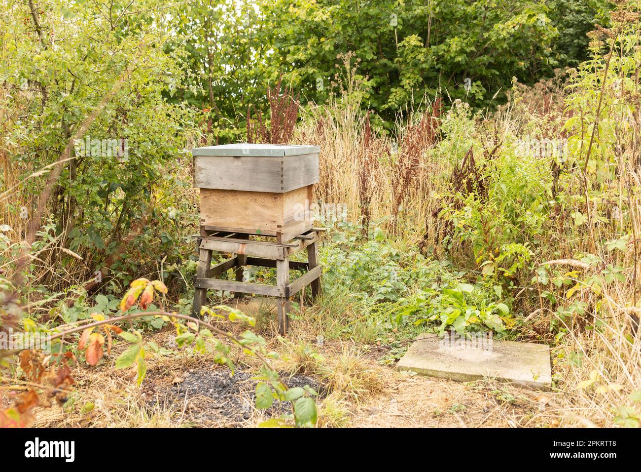 Ein Bienenstock aus einem Baum steht auf einem Bienenhaus. Die Häuser der Bienen liegen auf dem grünen Gras in den Bergen. Privates Unternehmen für die Imkerei. H Stockfoto