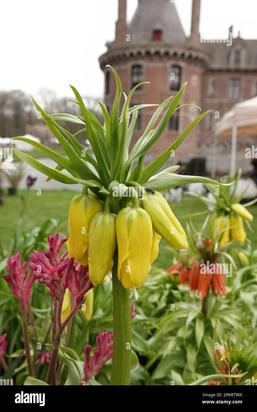 Vertikale Nahaufnahme einer orangefarbenen Kaiserkrone, Fritillaria imperialis, auf einer Pflanzenausstellung Stockfoto