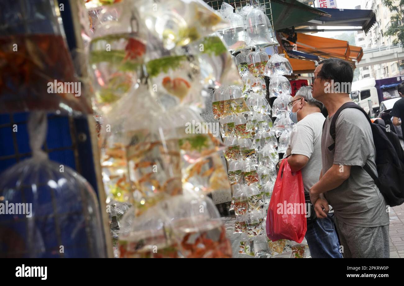 Vor einem Laden in der Tong Choi Street in Mong Kok könnt ihr Goldfische kaufen. 06APR23 SCMP/Elson Li Stockfoto