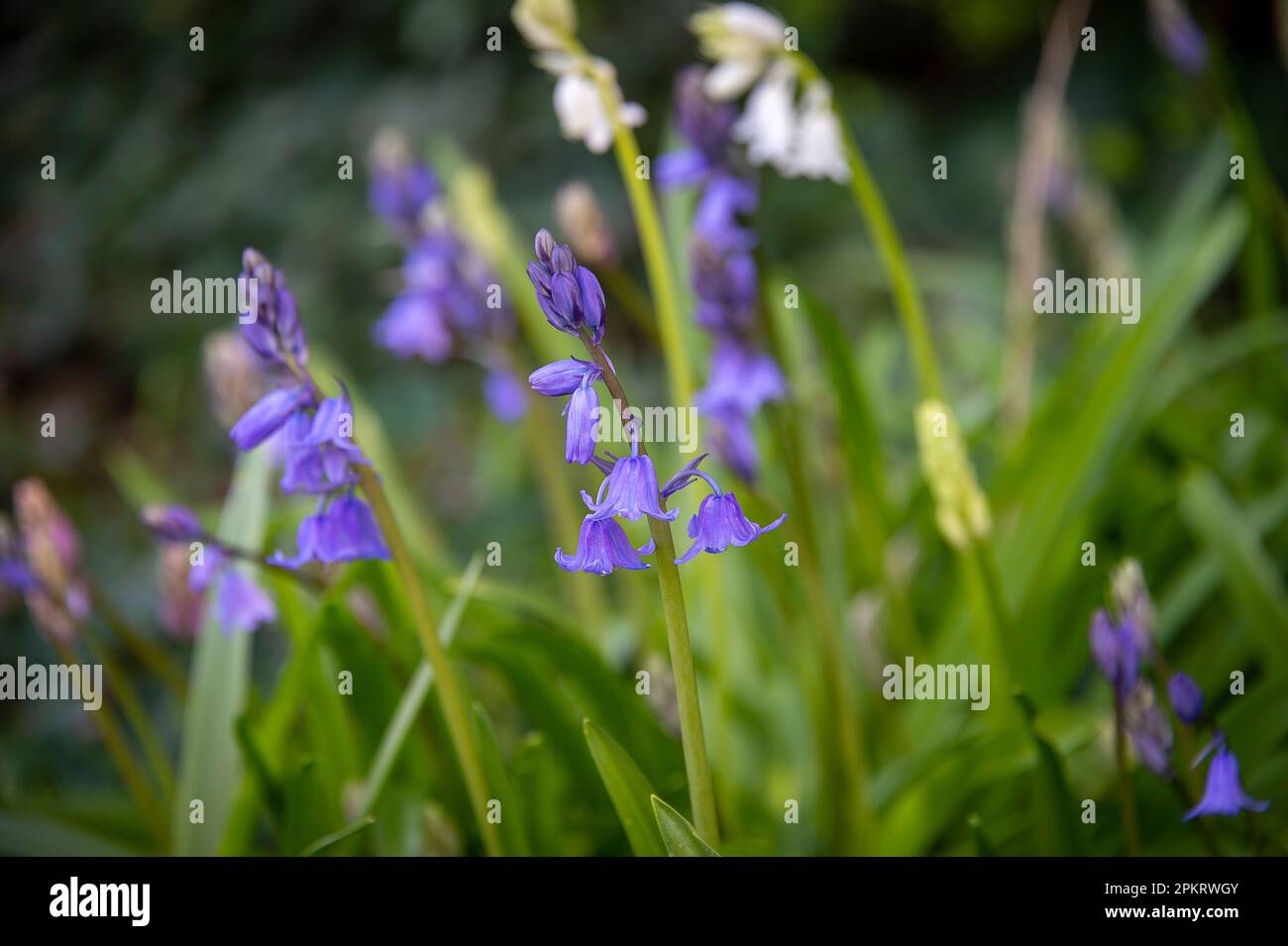 Nahaufnahme der Blauen Glocke (Hyacinthoides non-scripta), einheimische oder englische Blauglocke in Wäldern oder Waldgärten, Großbritannien Stockfoto