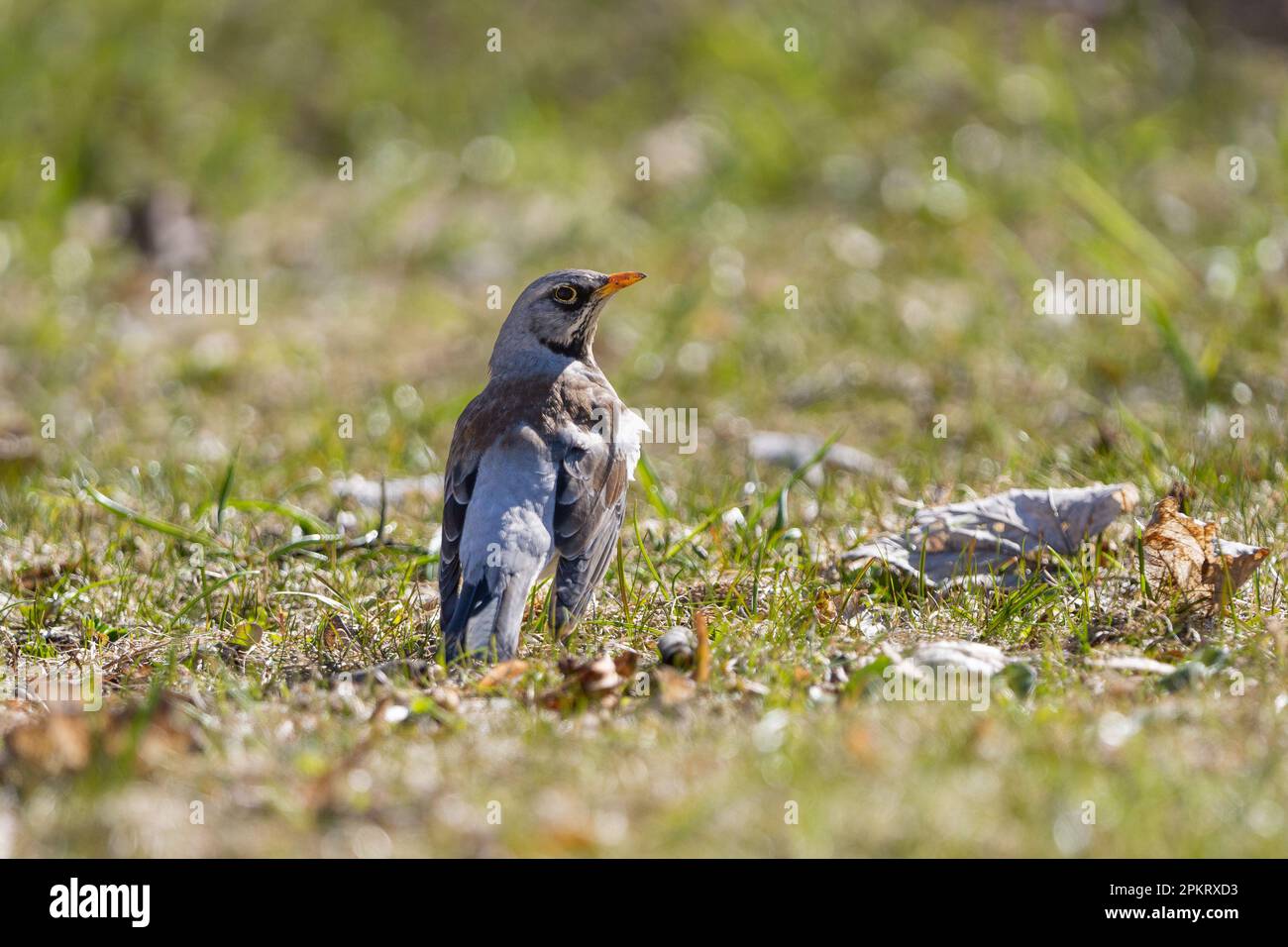 Der Fieldfare (lateinischer Name: Turdus pilaris) in der wilden Natur auf Gras. Stockfoto