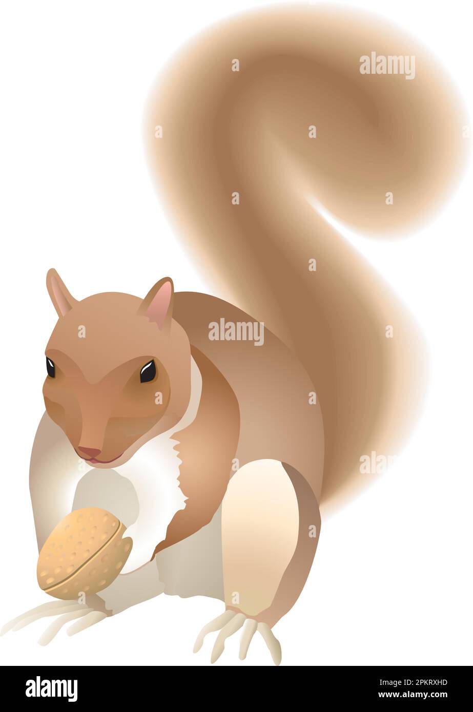 Ein glückliches Eichhörnchen mit einer geliebten Walnuss. Alle Vektorisolierten bearbeitbaren Grafiken. Adobe Illustrator-Datei aus Gründen der optimalen Kompatibilität als Illustrator 6,0 gespeichert Stock Vektor