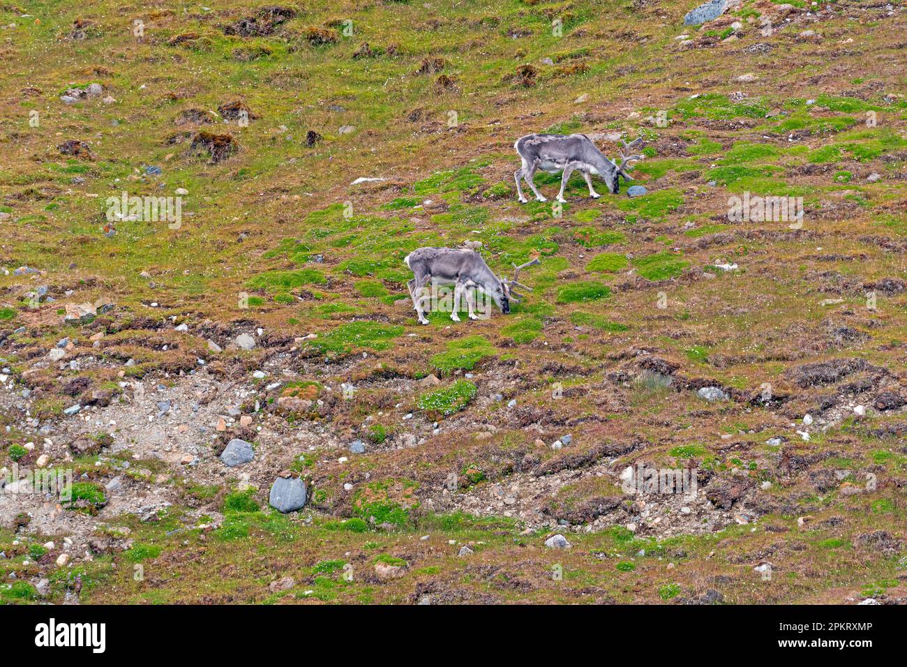 Svalbard-Rentiere füttern die Tundra-Vegetation auf den Svalbard-Inseln in Norwegen Stockfoto