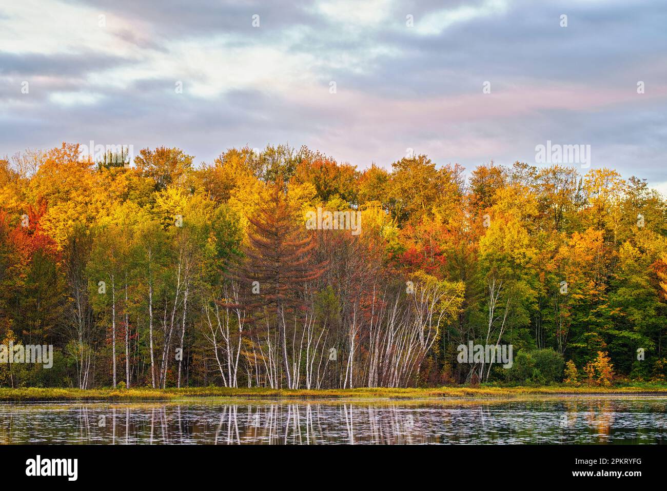 Am Big Twin Lake im Hiawatha National Forest in der Nähe von Munising, Michigan, erstrahlt der Herbstwald am frühen Morgen Stockfoto