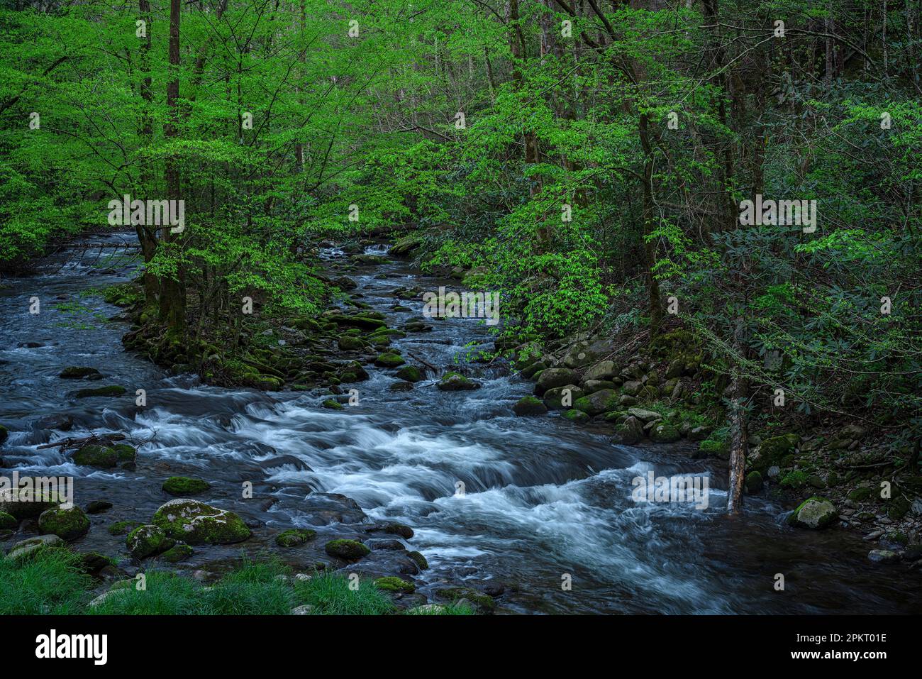 Frühlingsfarben im Tremont-Bereich des Great Smoky Mountain National Park in der Nähe von Townsend, Tennessee Stockfoto