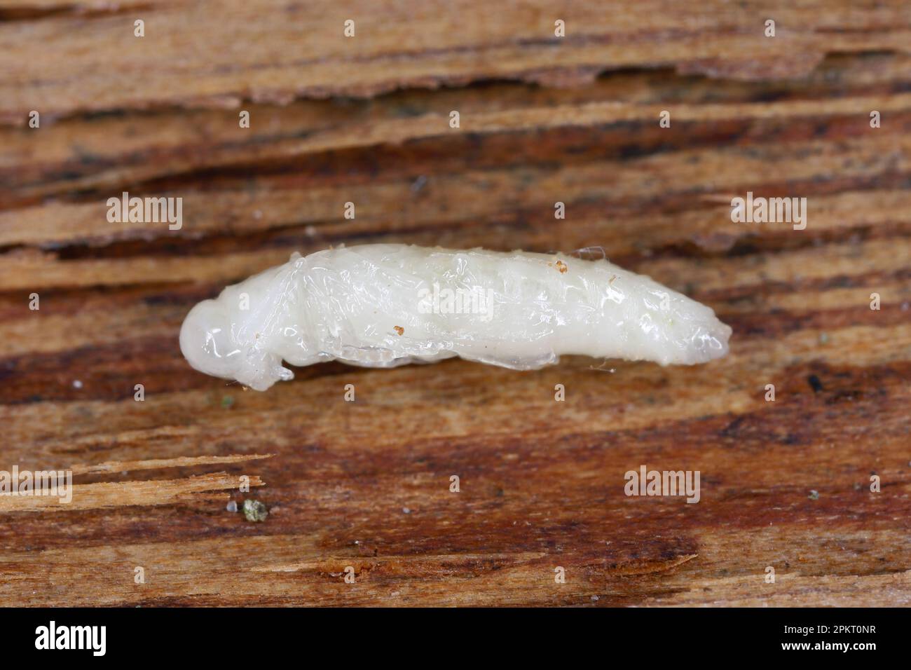 Entwicklungsstadium - Pupa, ein Käfer der Familie Buprestidae (Juwelenkäfer) der Gattung Agrilus unter der Rinde. Stockfoto