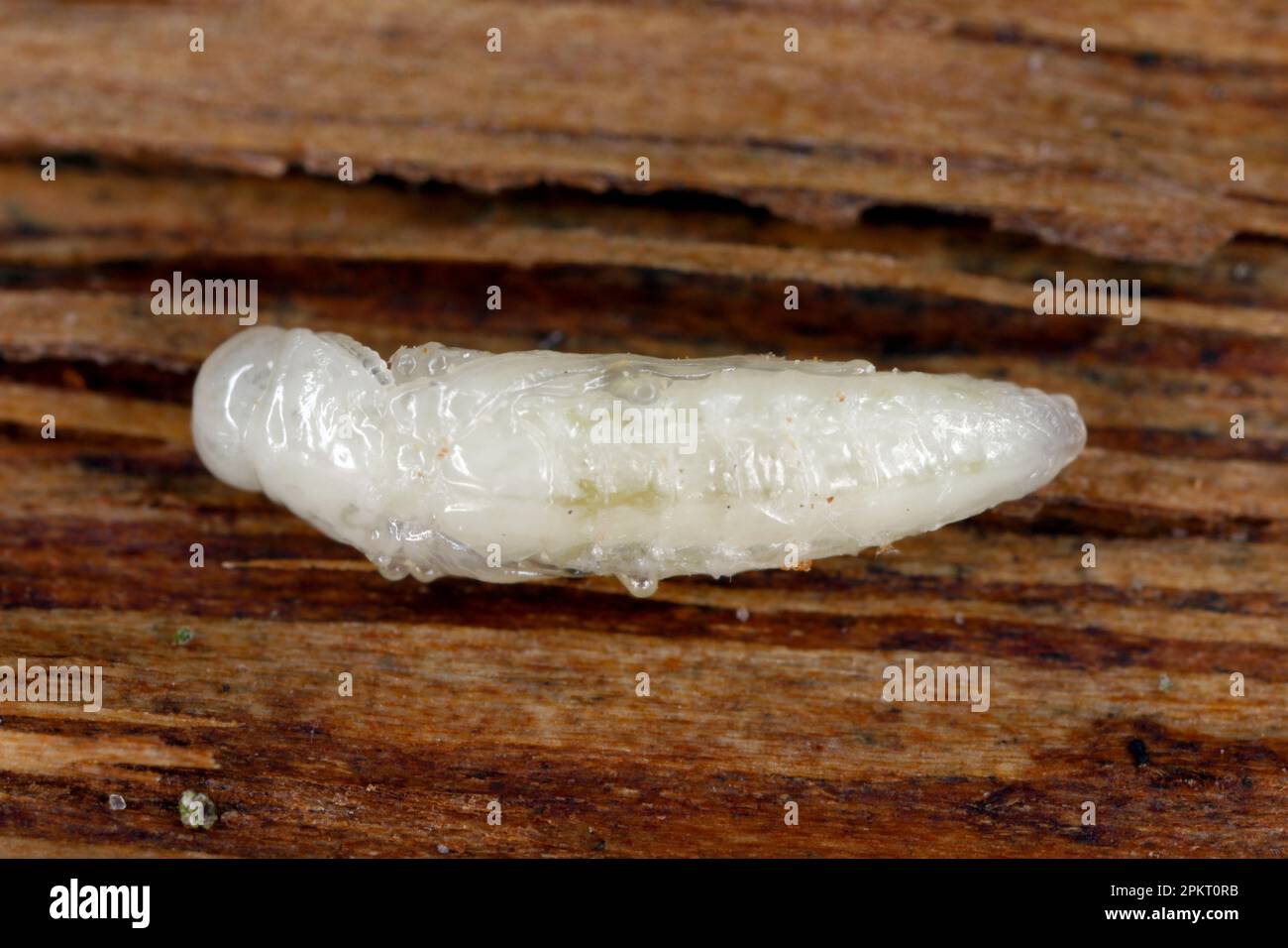 Entwicklungsstadium - Pupa, ein Käfer der Familie Buprestidae (Juwelenkäfer) der Gattung Agrilus unter der Rinde. Stockfoto