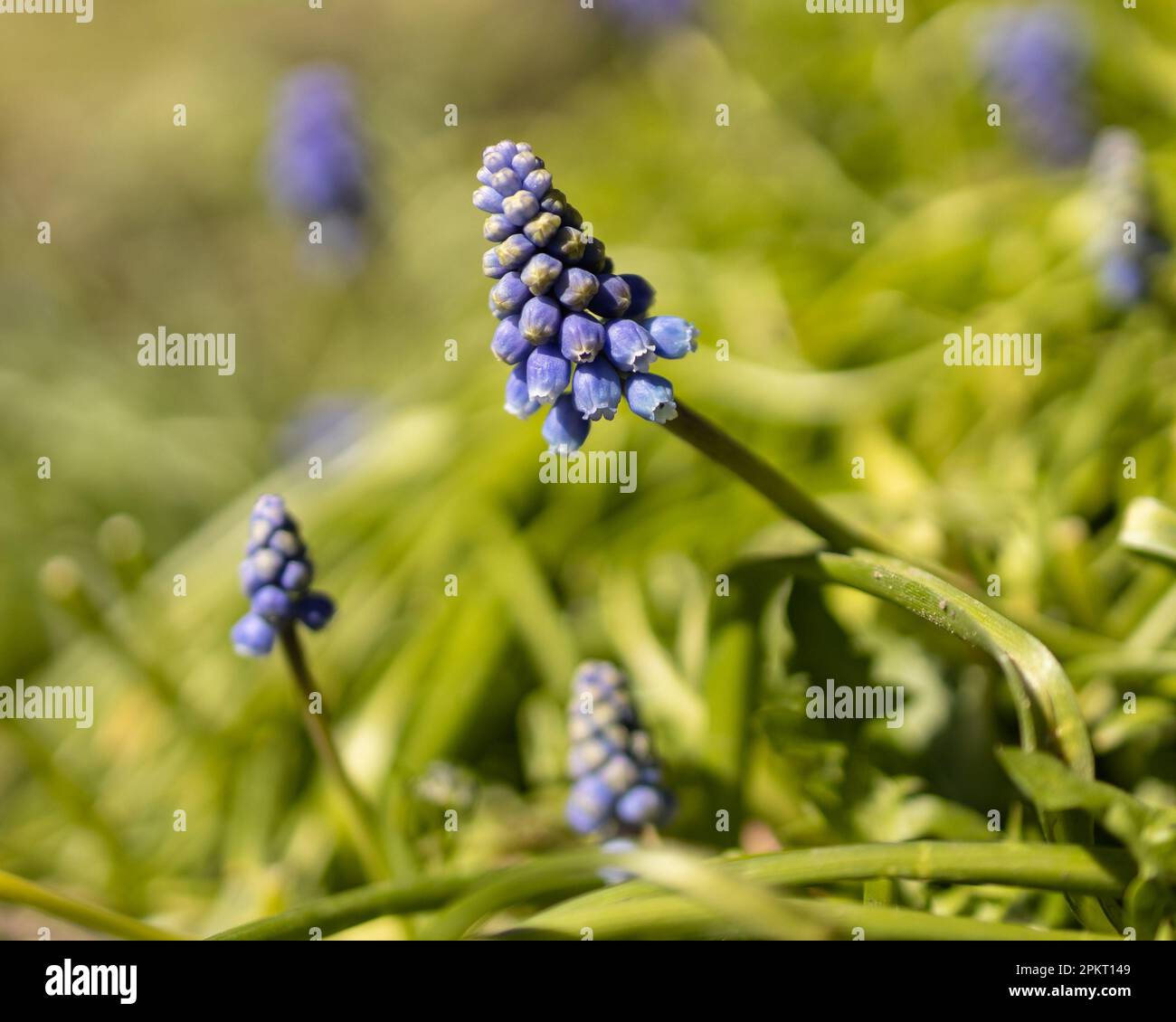 Blaue Trauben-Hyazinthen, Nahaufnahme Stockfoto