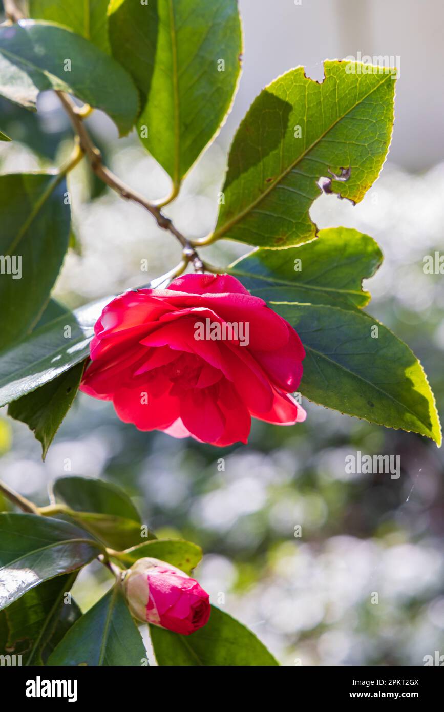 Rote blühende Kamelien im tropischen Garten von Hortus Botanicus in der Gemeinde Haren Groningen in der Provinz Groningen Niederlande Stockfoto