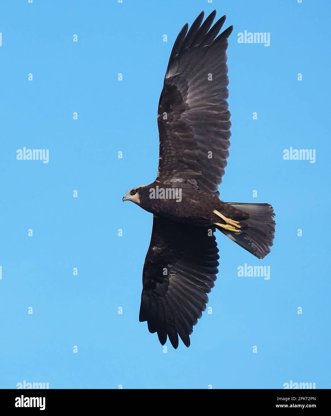 Jungweihe sind von den Eltern abhängig, oft von den Männchen für die Nachfütterung. Stockfoto